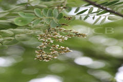 Dalbergia paniculata